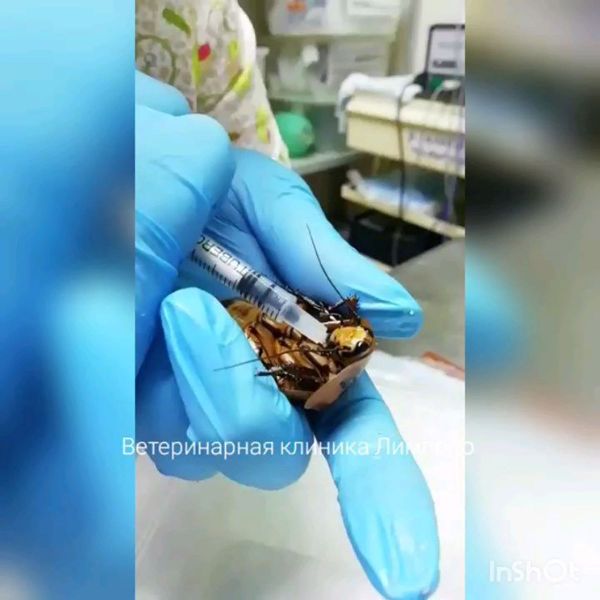 La Cucaracha: Russian Medics Perform Unique Operation on Giant Roach Delivering Babies La Cucaracha: Russian Medics Perform Unique Operation on Giant Roach Delivering Babies - Sputnik International