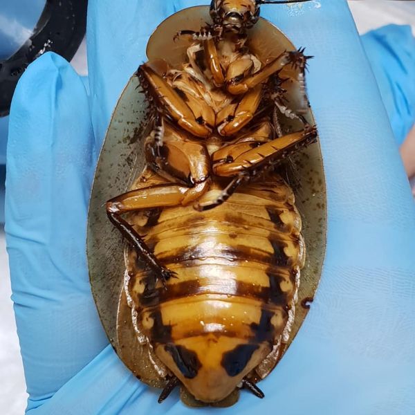 La Cucaracha: Russian Medics Perform Unique Operation on Giant Roach Delivering Babies La Cucaracha: Russian Medics Perform Unique Operation on Giant Roach Delivering Babies - Sputnik International