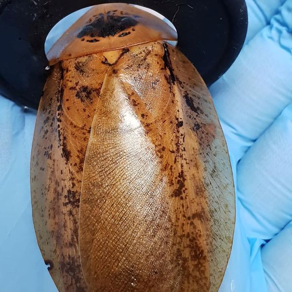 La Cucaracha: Russian Medics Perform Unique Operation on Giant Roach Delivering Babies La Cucaracha: Russian Medics Perform Unique Operation on Giant Roach Delivering Babies - Sputnik International