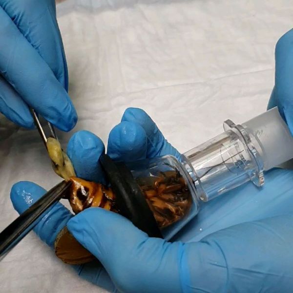 La Cucaracha: Russian Medics Perform Unique Operation on Giant Roach Delivering Babies La Cucaracha: Russian Medics Perform Unique Operation on Giant Roach Delivering Babies - Sputnik International