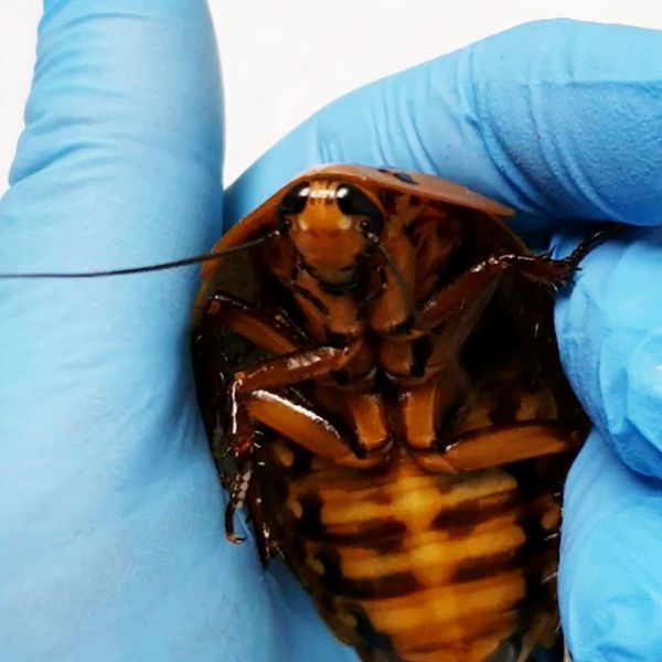 La Cucaracha: Russian Medics Perform Unique Operation on Giant Roach Delivering Babies La Cucaracha: Russian Medics Perform Unique Operation on Giant Roach Delivering Babies - Sputnik International