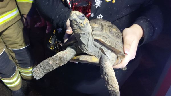 The 45-year-old tortoise - Sputnik International