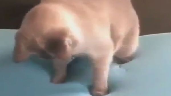 Cat - Sputnik International