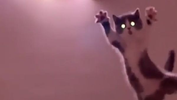 Cat flies - Sputnik International