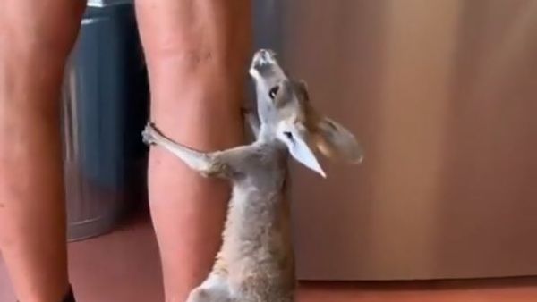 Little kangaroo - Sputnik International