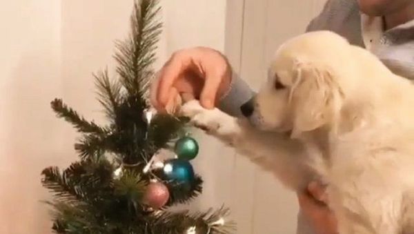 Dog - Sputnik International