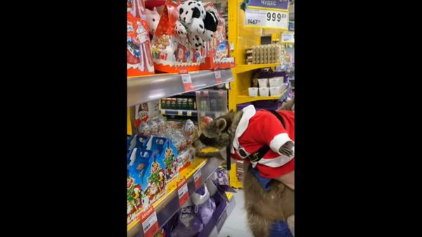 Festive Raccoon Goes Holiday Shopping at Russian Supermarket - Sputnik International