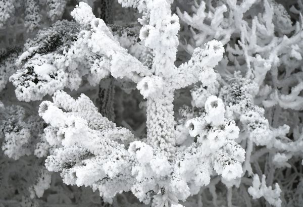 Russian Frost and Snowy Fairy Tales on the Yenisei River in Siberia - Sputnik International