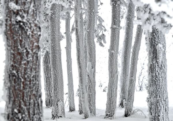 Russian Frost and Snowy Fairy Tales on the Yenisei River in Siberia - Sputnik International