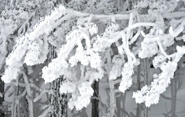 Russian Frost and Snowy Fairy Tales on the Yenisei River in Siberia - Sputnik International