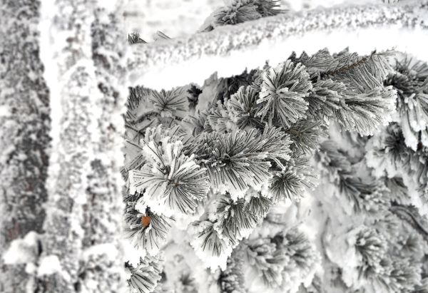 Russian Frost and Snowy Fairy Tales on the Yenisei River in Siberia - Sputnik International