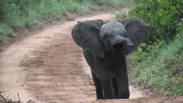 Baby elephant - Sputnik International