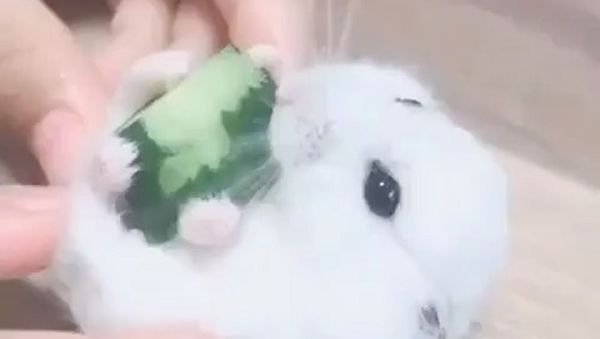 Hamster
 - Sputnik International