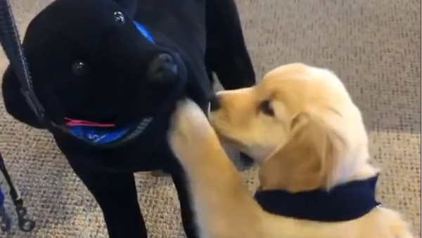 Puppy and Toy - Sputnik International