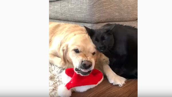 Feline Floss: Tidy Cat Grooms Golden Retriever - Sputnik International