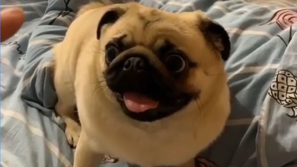 Pug - Sputnik International