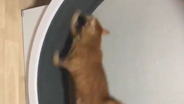 Catwheel - Sputnik International
