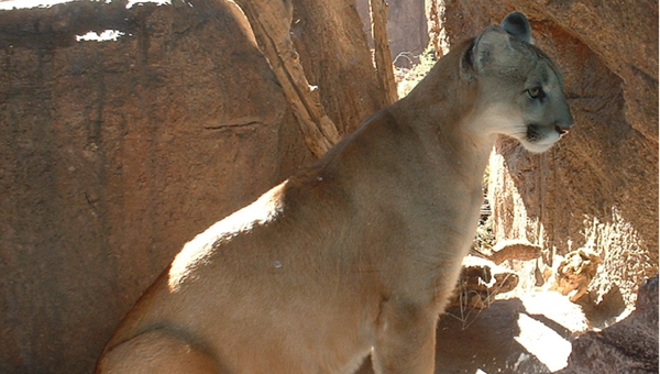 Mountain Lion in the Arizona-Sonora Desert Museum, Tucson, Arizona. - Sputnik International