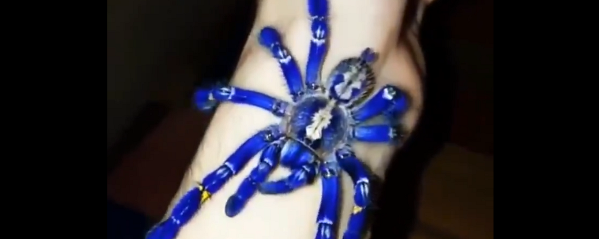 spider spider - Sputnik International, 1920, 03.01.2020