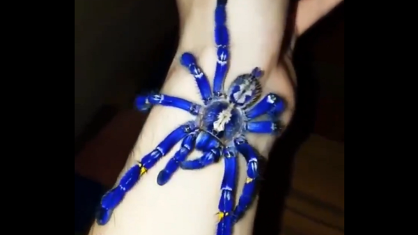 spider - Sputnik International