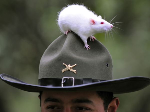 A rat stands atop a police hat during a search of explosives practice on September 9, 2008, in Bogota. Colombian police is developing an investigation with rats to prevent land mines buried during the conflict. A rat stands atop a police hat during a search of explosives practice on September 9, 2008, in Bogota. Colombian police is developing an investigation with rats to prevent land mines buried during the conflict. - Sputnik International