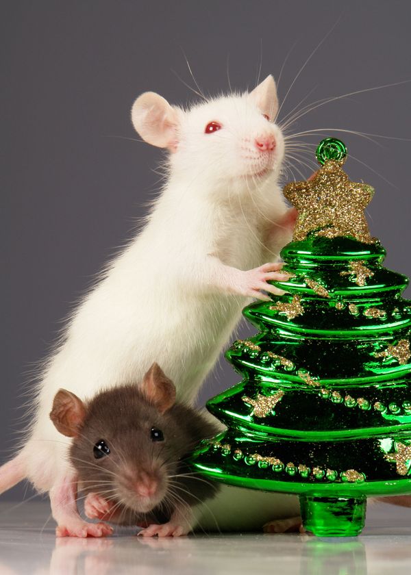 White rat near a Christmas tree White rat near a Christmas tree - Sputnik International