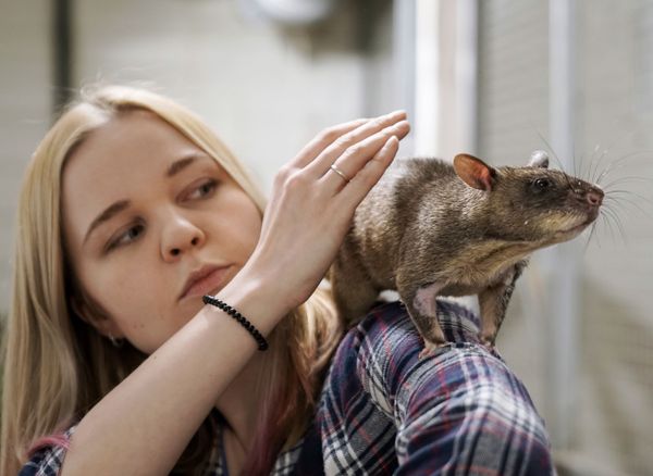 Marina, the wife of Russian zoologist Yevgeny Rybaltovsky, holds a Gambian rat 'Gambi' Marina, the wife of Russian zoologist Yevgeny Rybaltovsky, holds a Gambian rat 'Gambi' - Sputnik International