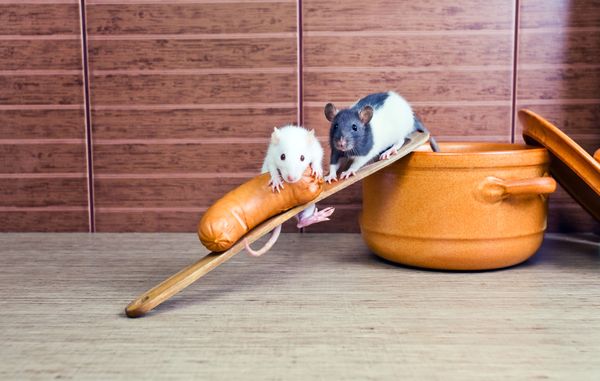 Rats in the kitchen Rats in the kitchen - Sputnik International