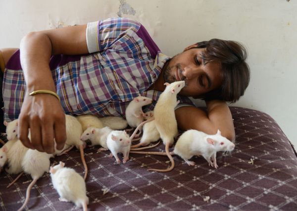 Indian shop owner, Sonu Sharma, 26, nicknamed the Ratman, has over 50 rats. He adopted four white rats over a year ago since then they multiplied and he has kept many as pets. Indian shop owner, Sonu Sharma, 26, nicknamed the Ratman, has over 50 rats. He adopted four white rats over a year ago since then they multiplied and he has kept many as pets. - Sputnik International