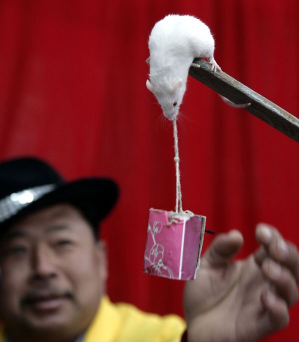 A hamster performs tricks on 4 February 2008 in Hangzhou, in eastern China's Zhejiang province. A hamster performs tricks on 4 February 2008 in Hangzhou, in eastern China's Zhejiang province. - Sputnik International