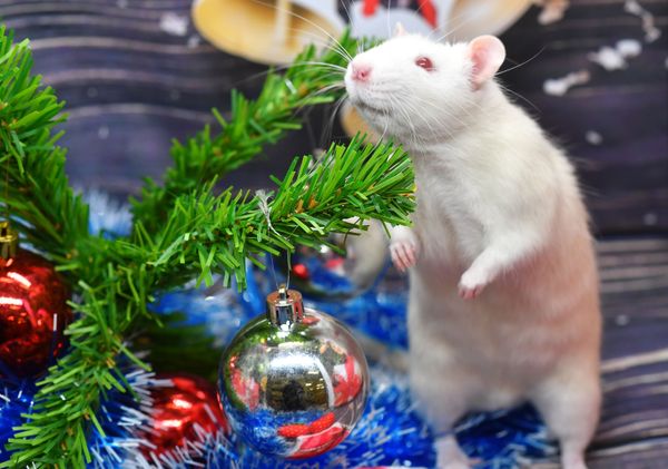 Rat nicknamed Pukhlyash (Plumpy) sits under a Christmas tree in a zoo shop in Moscow Rat nicknamed Pukhlyash (Plumpy) sits under a Christmas tree in a zoo shop in Moscow - Sputnik International