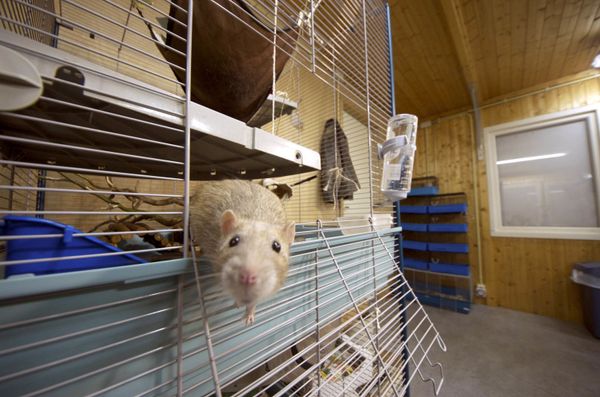 A rat gets out of its cage in the premises of the Dutch police in Rotterdam. Since the end of 2011, the Dutch police trains rats to recognise the smell of gunpowder and drugs A rat gets out of its cage in the premises of the Dutch police in Rotterdam. Since the end of 2011, the Dutch police trains rats to recognise the smell of gunpowder and drugs - Sputnik International