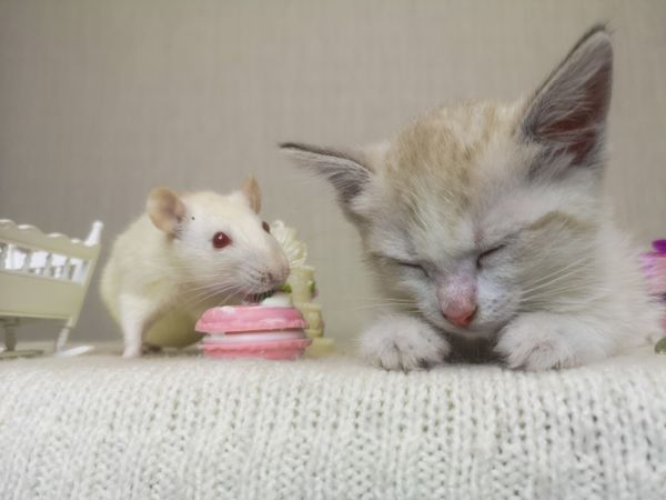 The mouse sits next to the cat. A small kitten fell asleep. Rat's eating. Rodent and predator together. The mouse sits next to the cat. A small kitten fell asleep. Rat's eating. Rodent and predator together. - Sputnik International