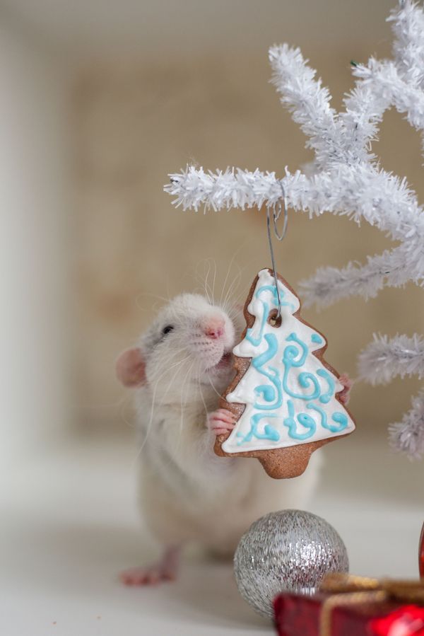A New Year present for a rat A New Year present for a rat - Sputnik International
