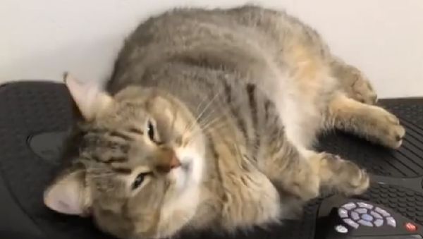 Cat massage - Sputnik International