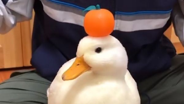 Duck - Sputnik International