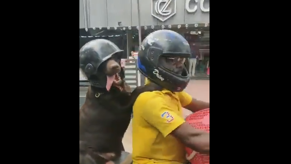 Bike-Riding Doggo Sports Black Helmet, Promoting Road Safety - Sputnik International