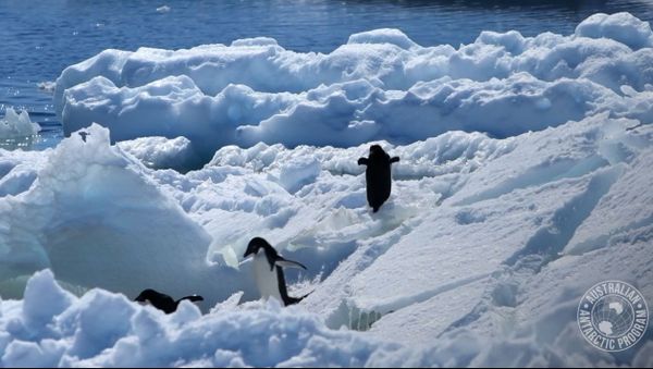 Penguins - Sputnik International