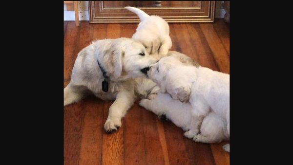 Golden Retriever Pup - Sputnik International