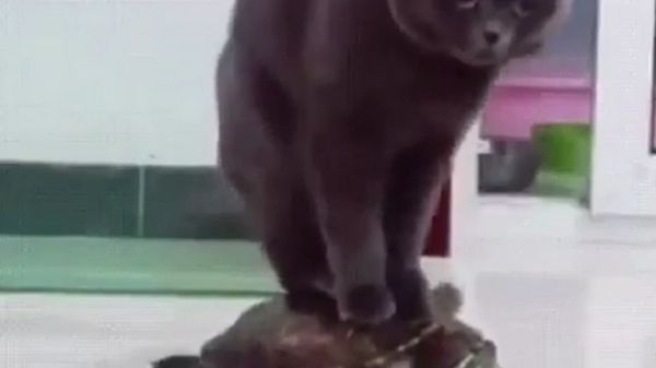 Cat - Sputnik International