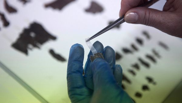 FILE -  In this May 10, 2013 file photo, an Israel Antiquities Authority employee works on fragments of the Dead Sea Scrolls in Jerusalem - Sputnik International