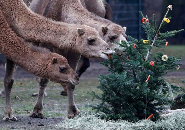 This Week in Pictures: 4-10 January - Sputnik International