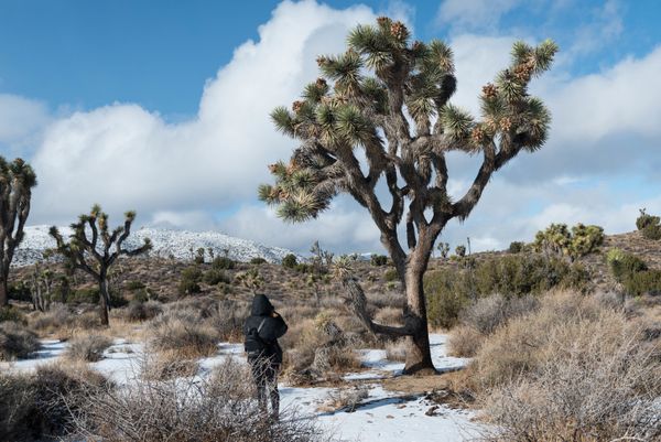 A visitor at the Joshua Tree National Park in California A visitor at the Joshua Tree National Park in California - Sputnik International