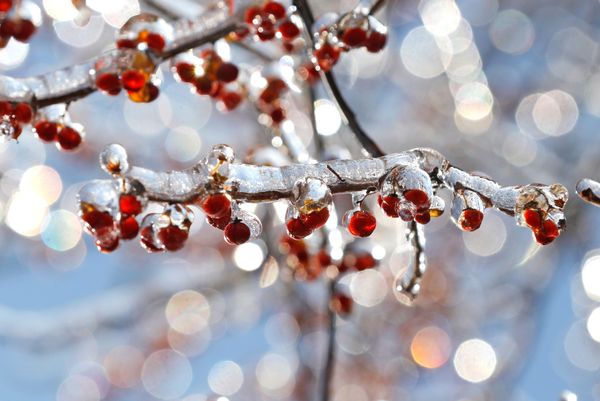 Holly berries are seen coated in a layer of ice after a winter storm in Nyack, New York, U.S., December 18, 2019. Holly berries are seen coated in a layer of ice after a winter storm in Nyack, New York, U.S., December 18, 2019. - Sputnik International