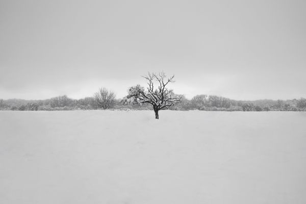 A snow-covered tree in Iran's Hamadan province A snow-covered tree in Iran's Hamadan province - Sputnik International