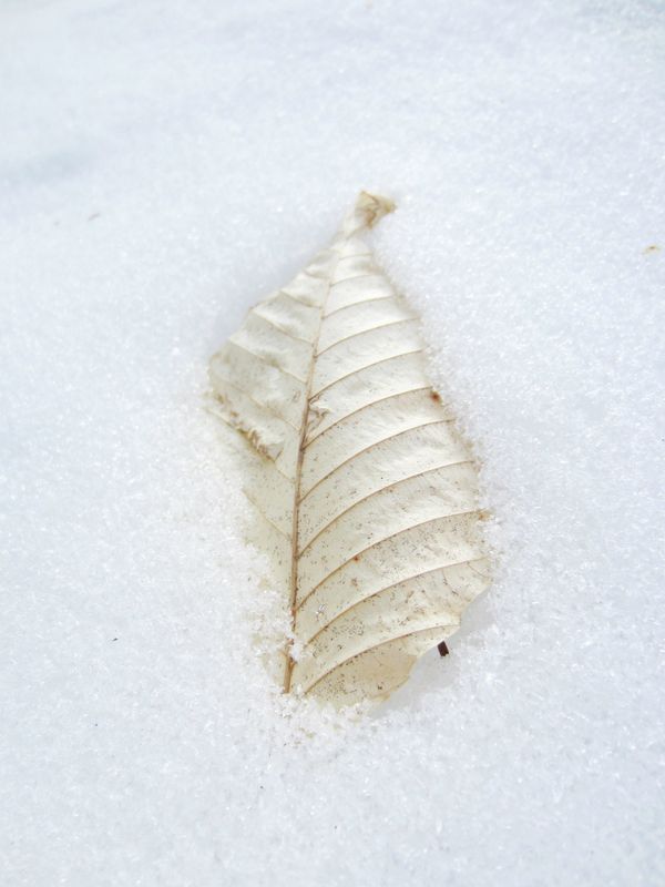 A dry leaf covered in snow A dry leaf covered in snow - Sputnik International