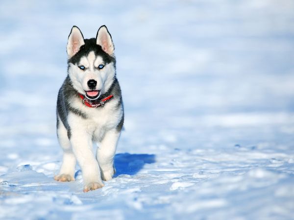 A Siberian husky enjoys a snowy sunny day A Siberian husky enjoys a snowy sunny day - Sputnik International