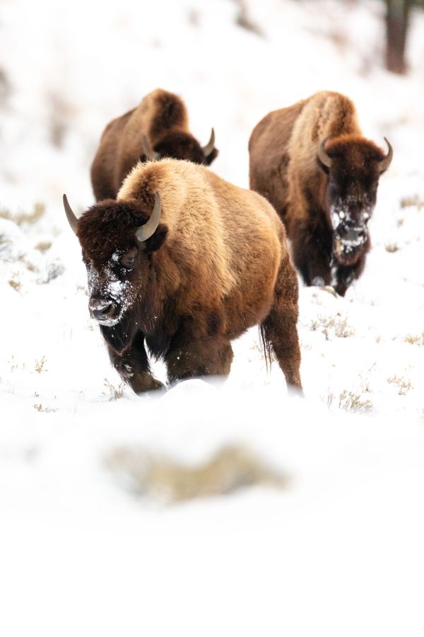 Bisons in the Yellowstone Park in the US Bisons in the Yellowstone Park in the US - Sputnik International