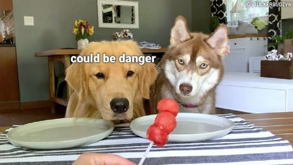 Dogs - Sputnik International