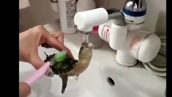 Turtle - Sputnik International